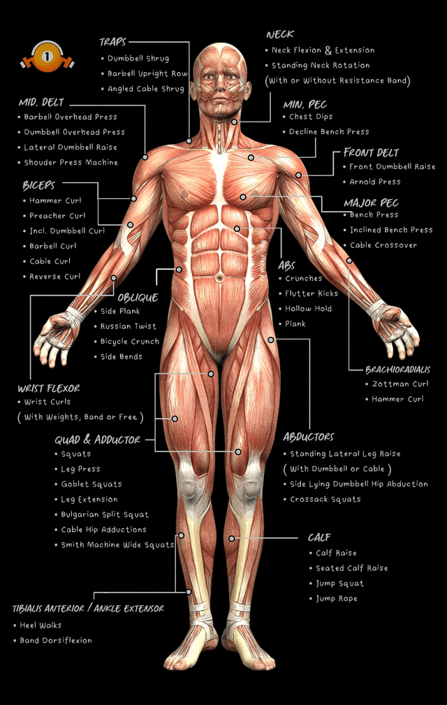 Muscle Anatomy Visualization